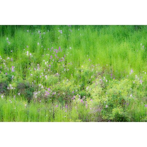 Gulin, Sylvia 아티스트의 USA-Washington State-Palouse and hillside with green grass and Dollar Plant작품입니다.
